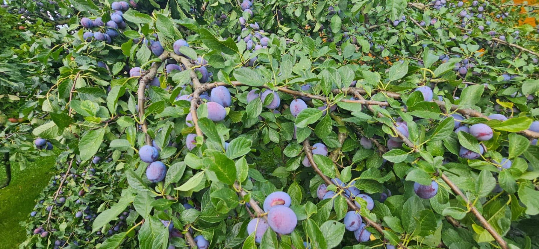 Prenájom pozemku 300 m², Jaselská, Šenov u Nového Jičína, Moravskoslezský kraj Prenájom pozemku 300 m², Jaselská, Šenov u Nového Jičína, Moravskoslezský kraj