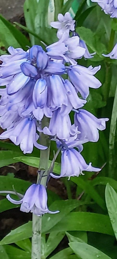 Predaj domu 247 m², pozemek 710 m², Mühlau, Sasko Predaj domu 247 m², pozemek 710 m², Mühlau, Sasko