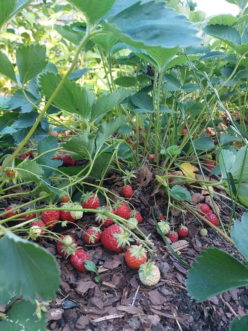 Predaj domu 247 m², pozemek 710 m², Mühlau, Sasko Predaj domu 247 m², pozemek 710 m², Mühlau, Sasko