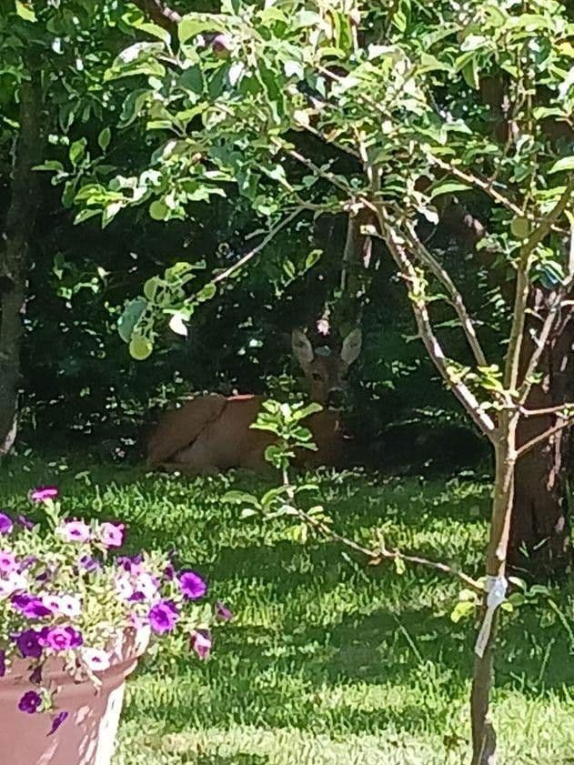 Predaj domu 104 m², pozemek 480 m², Bad Herrenalb, Bádensko-Wurttembersko Predaj domu 104 m², pozemek 480 m², Bad Herrenalb, Bádensko-Wurttembersko