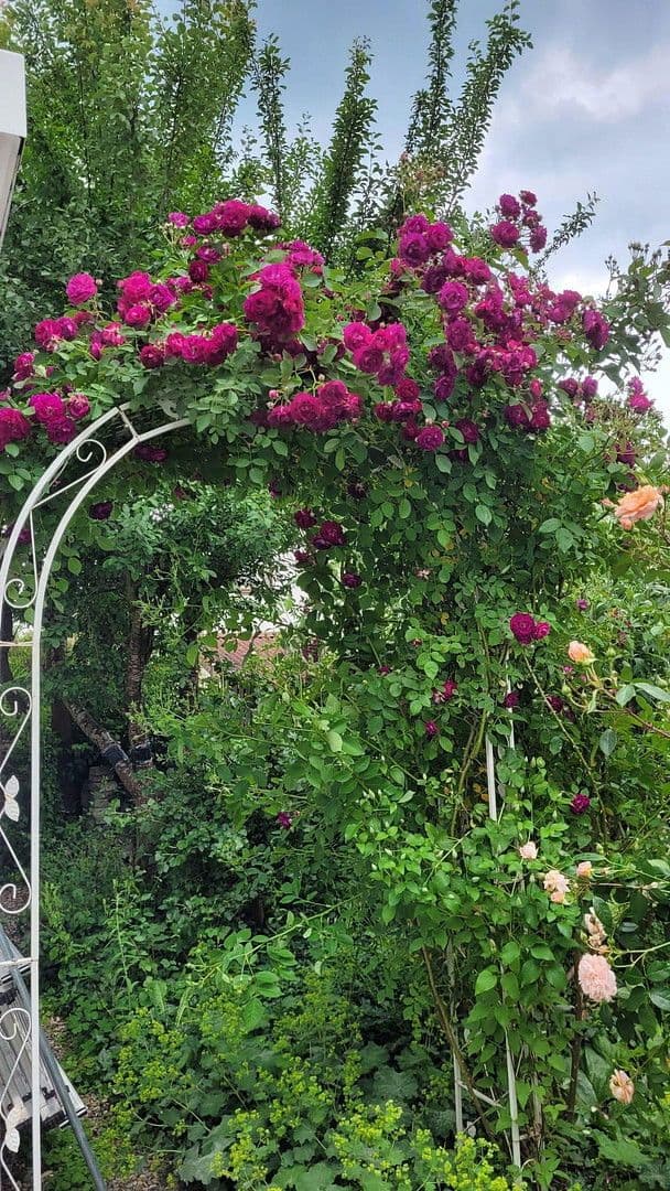 Predaj bytu 2-izbový 68 m², Bergstr. 18, Burgrieden, Bádensko-Wurttembersko Predaj bytu 2-izbový 68 m², Bergstr. 18, Burgrieden, Bádensko-Wurttembersko