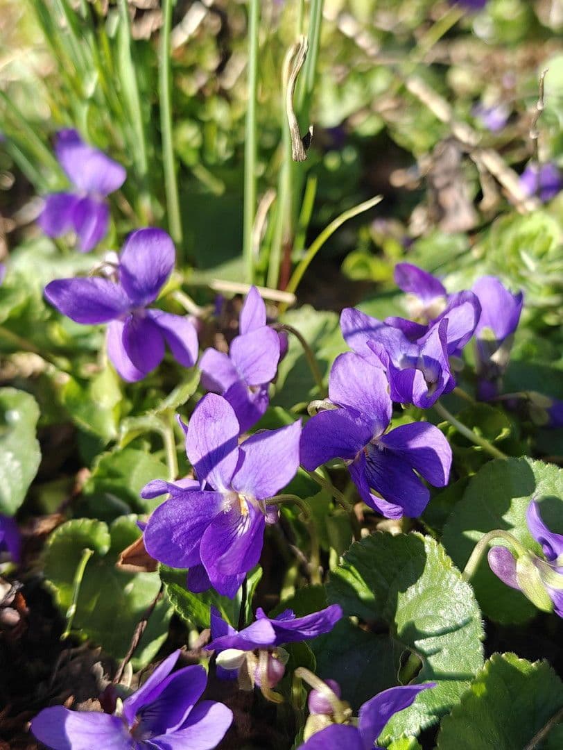 Predaj domu 493 m², pozemek 1.531 m², Glashütten, Hesensko Predaj domu 493 m², pozemek 1.531 m², Glashütten, Hesensko