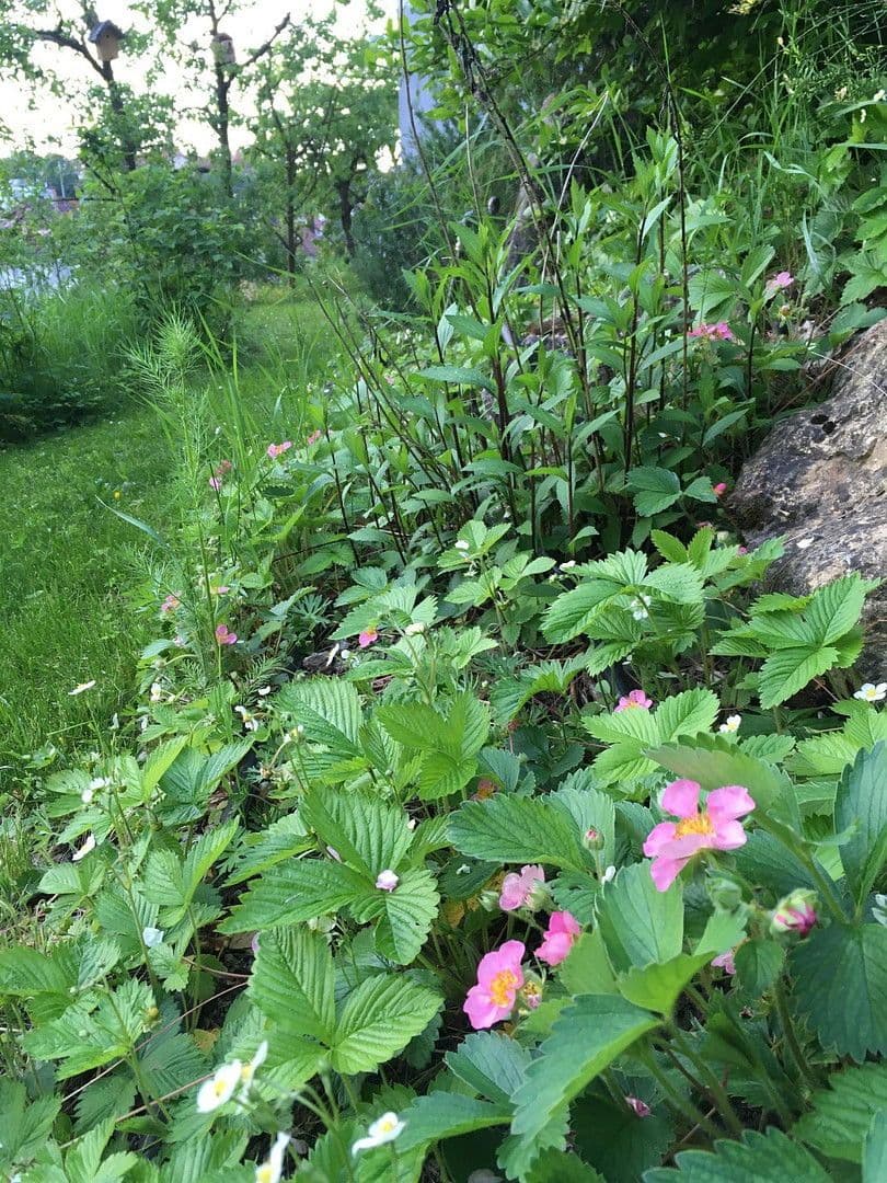 Predaj domu 165 m², pozemek 675 m², Backnang, Bádensko-Wurttembersko Predaj domu 165 m², pozemek 675 m², Backnang, Bádensko-Wurttembersko