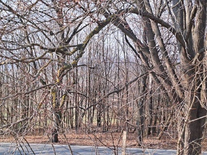 Predaj pozemku 980 m², Adamov, Jihočeský kraj Predaj pozemku 980 m², Adamov, Jihočeský kraj