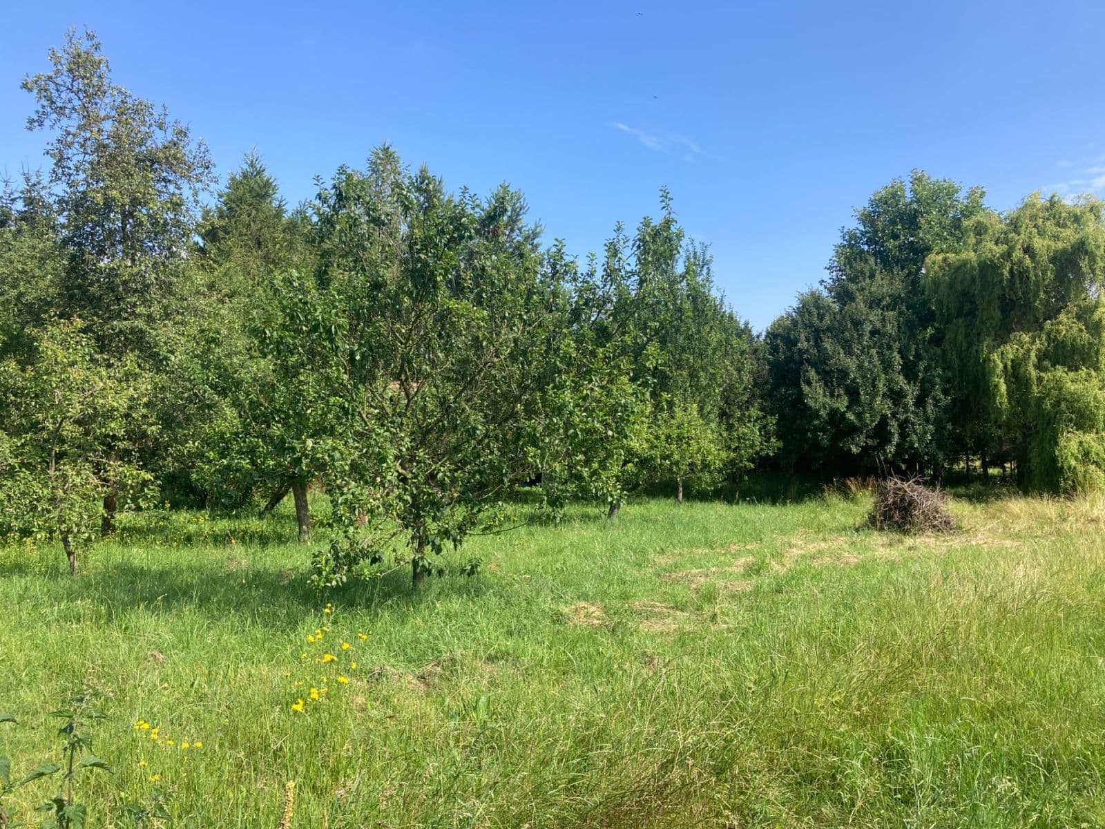 Predaj pozemku 2.549 m², Biskupice, Pardubický kraj Predaj pozemku 2.549 m², Biskupice, Pardubický kraj