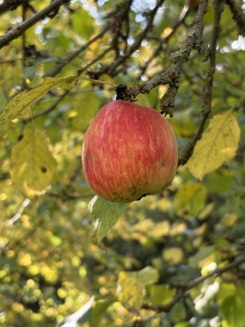 Predaj pozemku 4.340 m², Biesenthal, Brandenbursko Predaj pozemku 4.340 m², Biesenthal, Brandenbursko