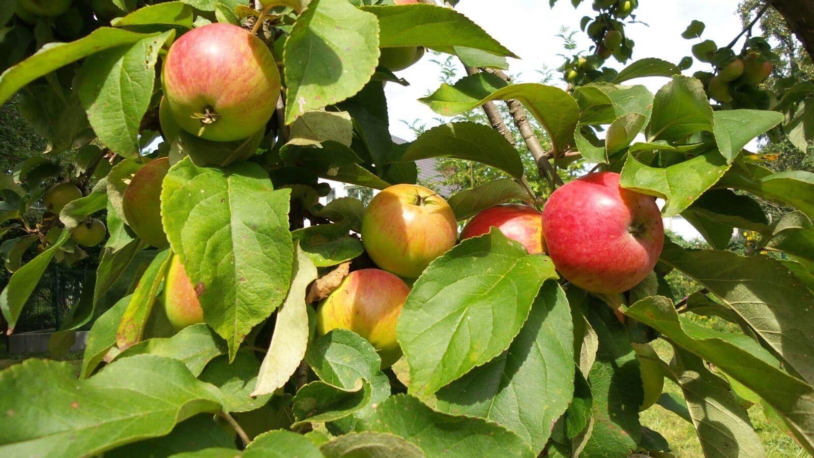 Predaj pozemku 4.340 m², Biesenthal, Brandenbursko Predaj pozemku 4.340 m², Biesenthal, Brandenbursko