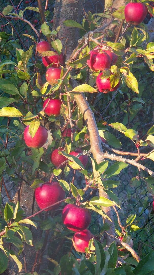 Predaj pozemku 4.340 m², Berliner Chausee 5, Biesenthal, Brandenbursko Predaj pozemku 4.340 m², Berliner Chausee 5, Biesenthal, Brandenbursko