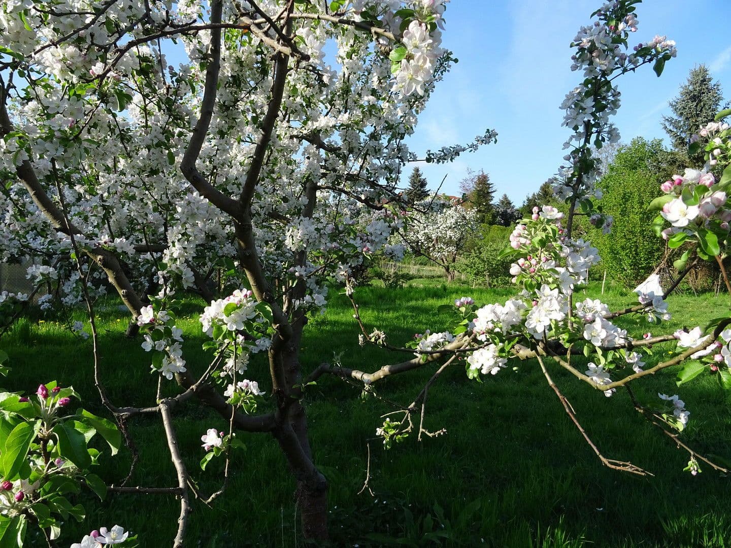 Predaj pozemku 4.340 m², Biesenthal, Brandenbursko Predaj pozemku 4.340 m², Biesenthal, Brandenbursko