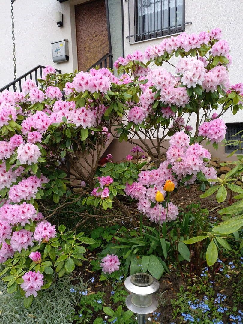 Predaj domu 138 m², pozemek 549 m², Oberursel (Taunus), Hesensko Predaj domu 138 m², pozemek 549 m², Oberursel (Taunus), Hesensko