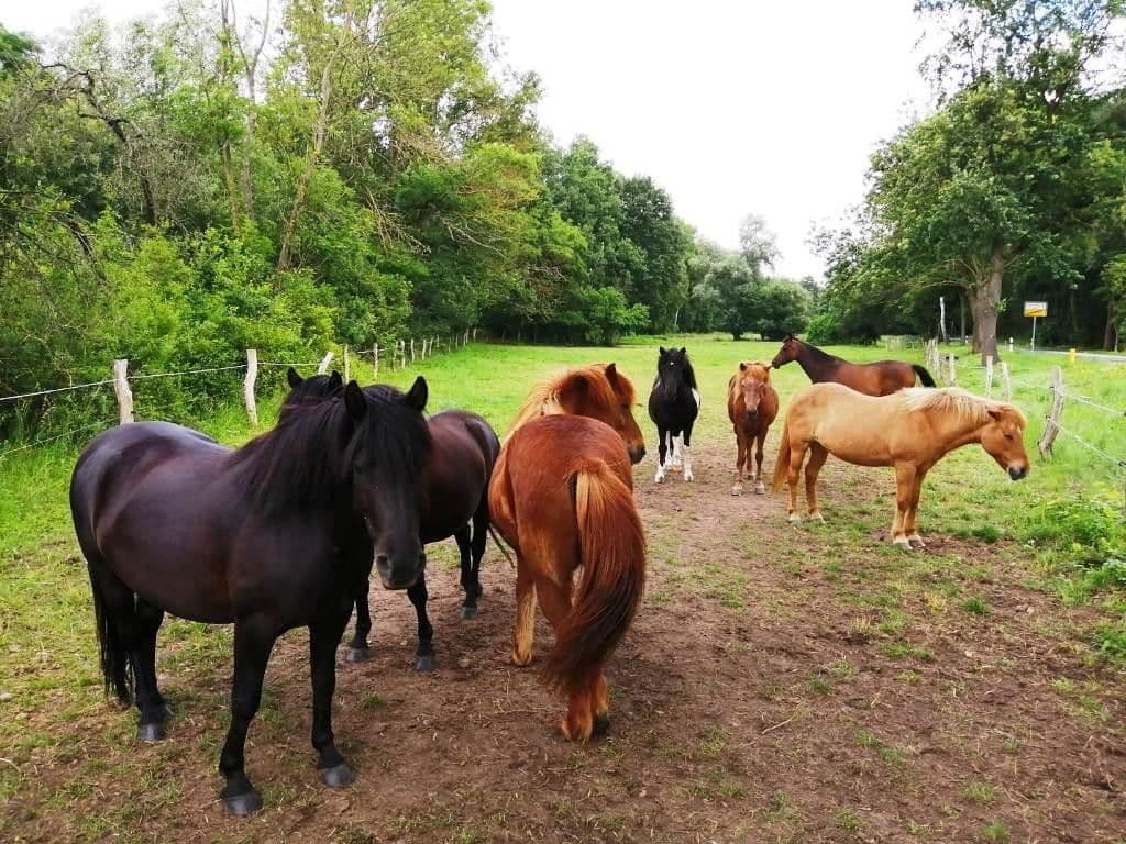 Predaj domu 152 m², pozemek 3.348 m², Rietz-Neuendorf, Brandenbursko Predaj domu 152 m², pozemek 3.348 m², Rietz-Neuendorf, Brandenbursko