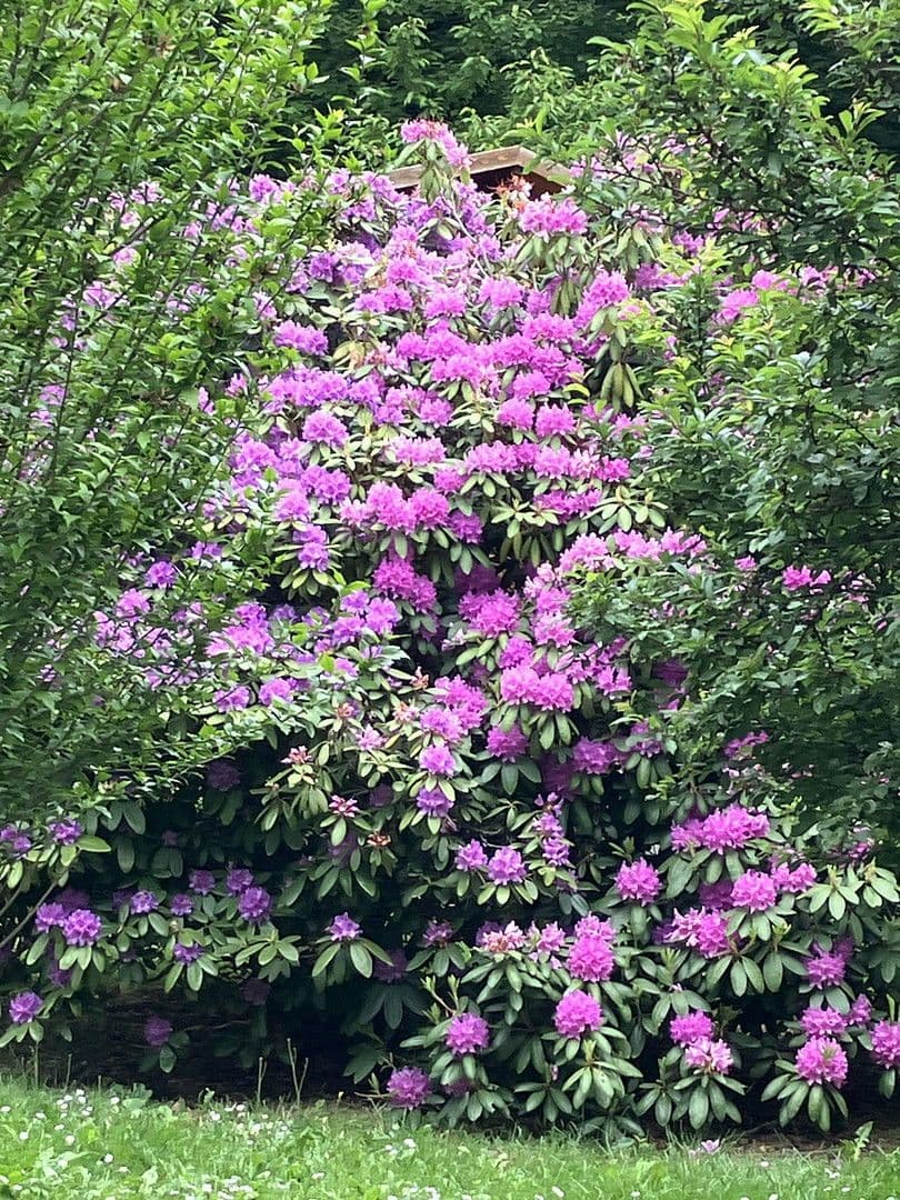 Predaj domu 50 m², pozemek 1.000 m², Lockenhaus, Burgenland Predaj domu 50 m², pozemek 1.000 m², Lockenhaus, Burgenland