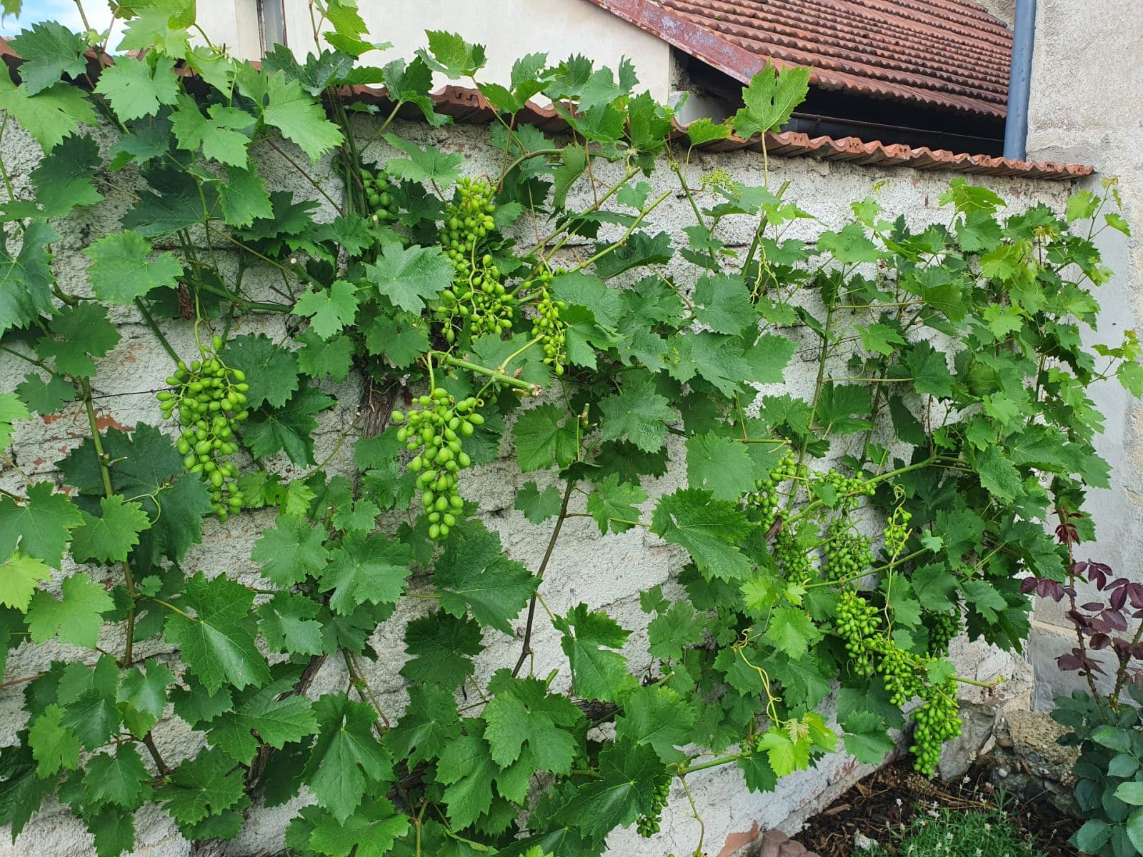 Predaj domu 98 m², pozemek 250 m², 23910, Páleč, Středočeský kraj Predaj domu 98 m², pozemek 250 m², 23910, Páleč, Středočeský kraj