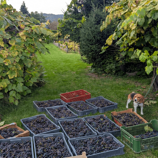 Predaj pozemku 655 m², Březová, Děčín, Ústecký kraj Predaj pozemku 655 m², Březová, Děčín, Ústecký kraj