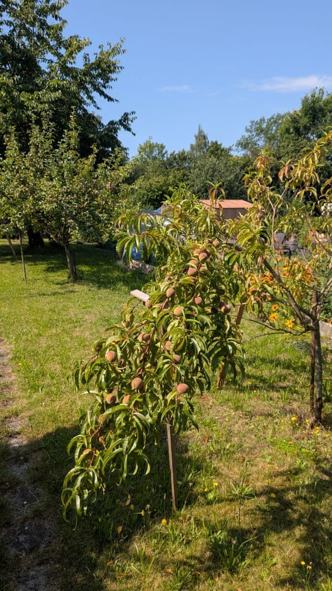 Predaj pozemku 655 m², Březová, Děčín, Ústecký kraj Predaj pozemku 655 m², Březová, Děčín, Ústecký kraj