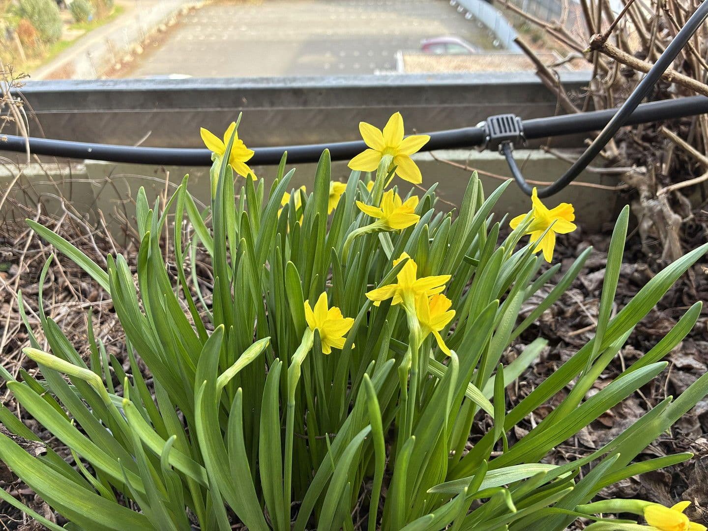 Prenájom bytu 220 m², Groß-Umstadt, Hesensko Prenájom bytu 220 m², Groß-Umstadt, Hesensko