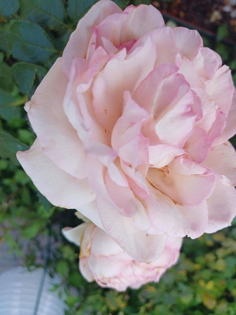 Predaj domu 204 m², pozemek 1.400 m², Leipzig, Sasko Predaj domu 204 m², pozemek 1.400 m², Leipzig, Sasko