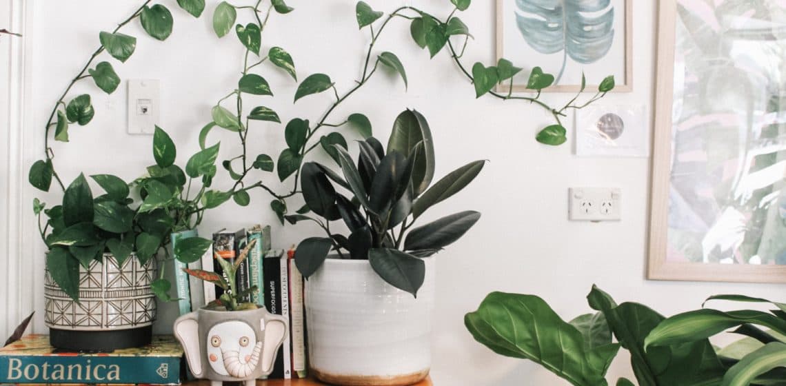 Bytové rastliny premenia každý priestor na oázu pokoja