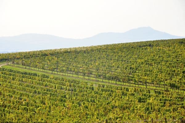 Predaj pozemku 2.219 m², Němčičky Predaj pozemku 2.219 m², Němčičky