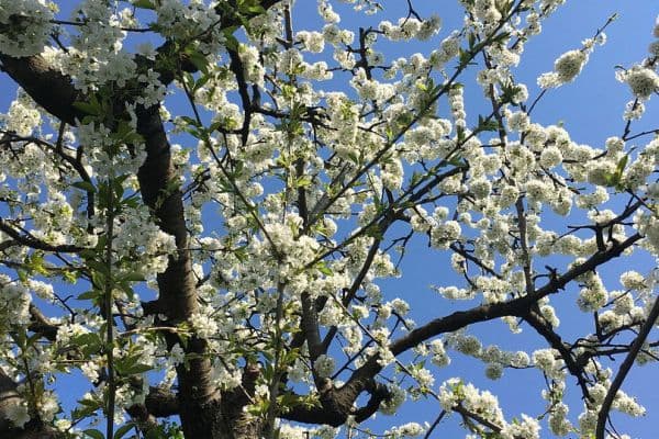 Predaj domu 126 m², pozemek 500 m², Berlin, Berlín Predaj domu 126 m², pozemek 500 m², Berlin, Berlín