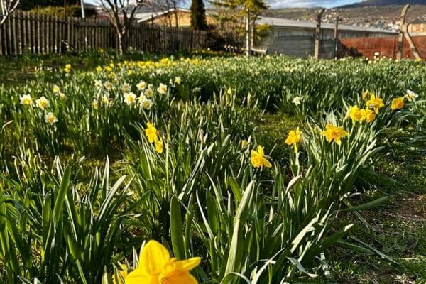 Predaj pozemku 888 m², Predaj pozemku 888 m²,