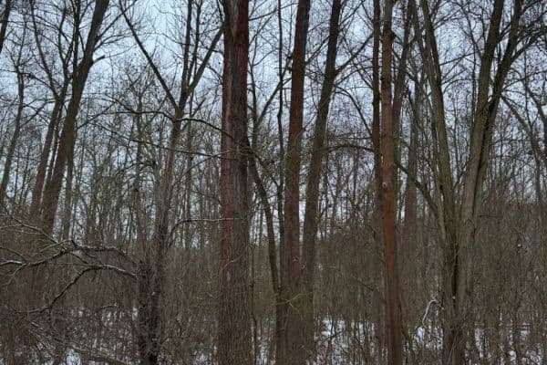Predaj pozemku 20.392 m², Kralupy nad Vltavou Predaj pozemku 20.392 m², Kralupy nad Vltavou