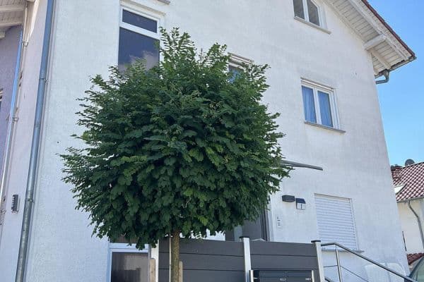 Predaj domu 232 m², pozemek 321 m², Bindweidring 1, Karben, Hesensko Predaj domu 232 m², pozemek 321 m², Bindweidring 1, Karben, Hesensko