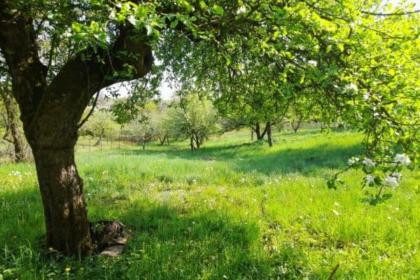 Predaj pozemku 2.321 m², Starkoč u Vysokova Predaj pozemku 2.321 m², Starkoč u Vysokova