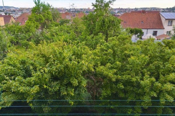 Predaj bytu 2-izbový 60 m², Mládežnická, Třebíč, Kraj Vysočina Predaj bytu 2-izbový 60 m², Mládežnická, Třebíč, Kraj Vysočina