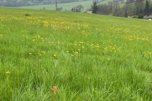 Predaj pozemku 2.000 m², Čaková Predaj pozemku 2.000 m², Čaková
