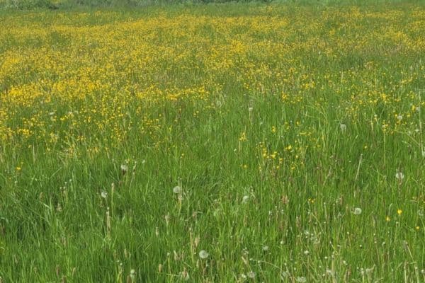 Predaj pozemku 1.349 m², 19115, Predaj pozemku 1.349 m², 19115,