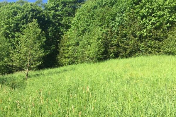 Predaj pozemku Predaj pozemku