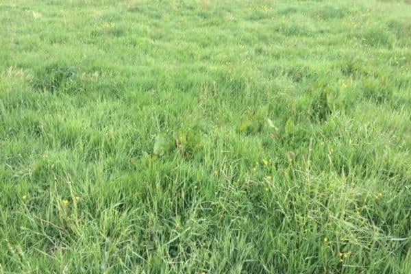 Predaj pozemku 7.600 m², Karolusstraße, Leipzig Predaj pozemku 7.600 m², Karolusstraße, Leipzig