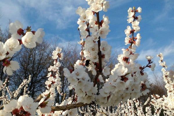 Predaj pozemku 5.300 m², KG Pömling, Emmersdorf Predaj pozemku 5.300 m², KG Pömling, Emmersdorf