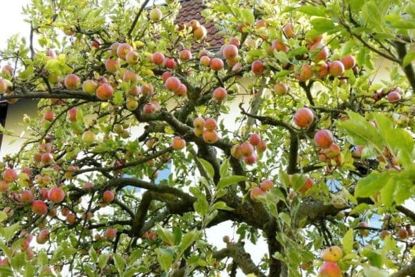 Prenájom bytu 2-izbový 80 m², Berlin, Berlín Prenájom bytu 2-izbový 80 m², Berlin, Berlín