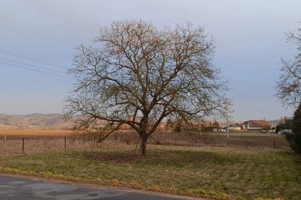 Predaj pozemku 1.008 m², Mnichovo Hradiště Predaj pozemku 1.008 m², Mnichovo Hradiště