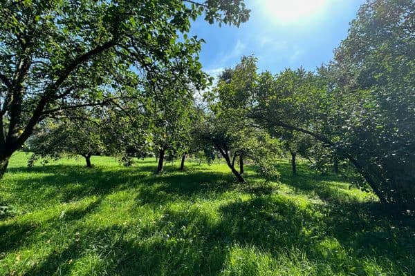 Predaj pozemku 2.549 m², Predaj pozemku 2.549 m²,