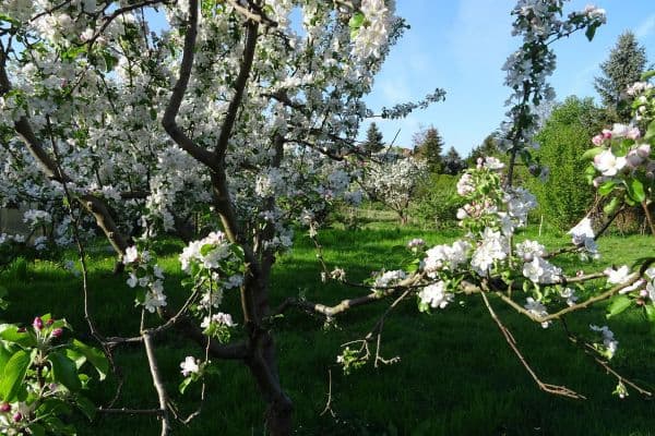 Predaj pozemku 4.340 m², Biesenthal Predaj pozemku 4.340 m², Biesenthal